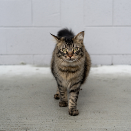 Suki